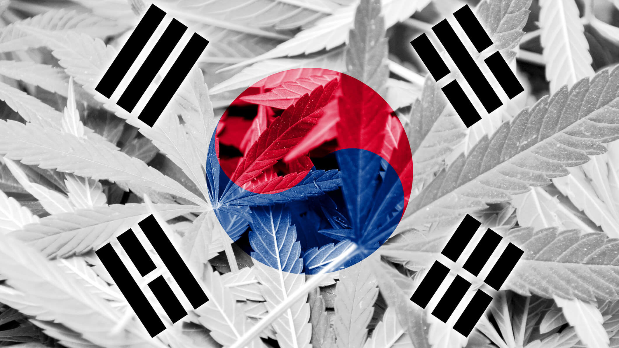 A Korean Startup Needs to Capitalize on CBD Oil in Korea