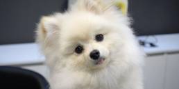 Pet Startups in Korea