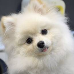 Pet Startups in Korea