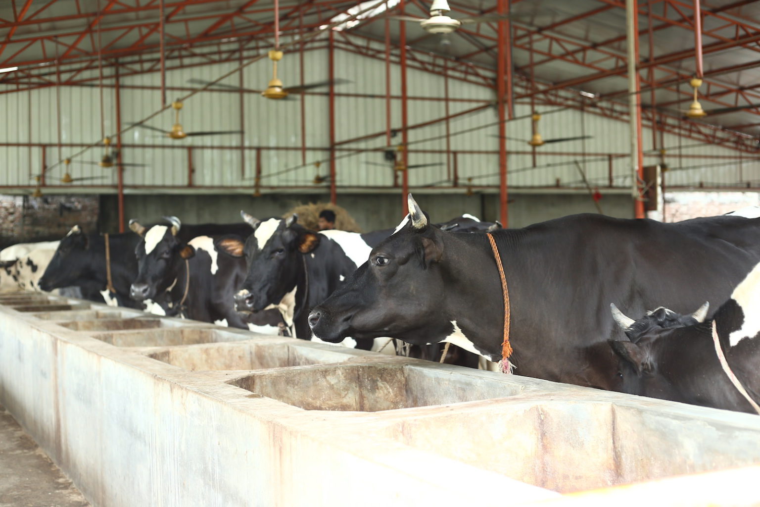 Best Organic Milk in Bangladesh delivered to your home OGGRO DAIRY